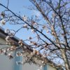 桜の花が❤