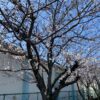 駐車場の桜は５分咲きです！